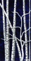 2013 110 Birches 18x9